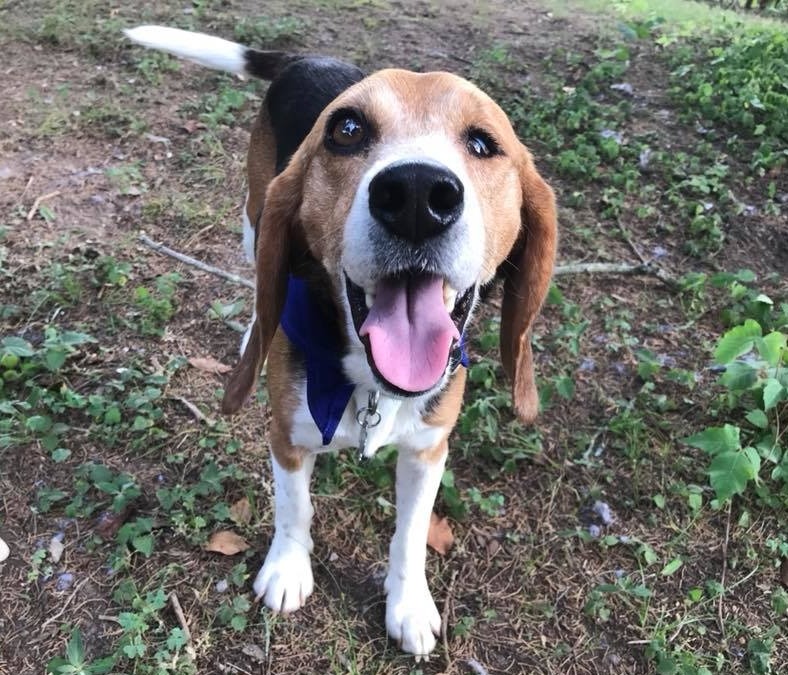  Thomas, a beagle currently in treatment for a very severe case of heartworms after being rescued from Blytheville. He is being fostered by our Assistant Manager in Conway, Hailey Manion.  